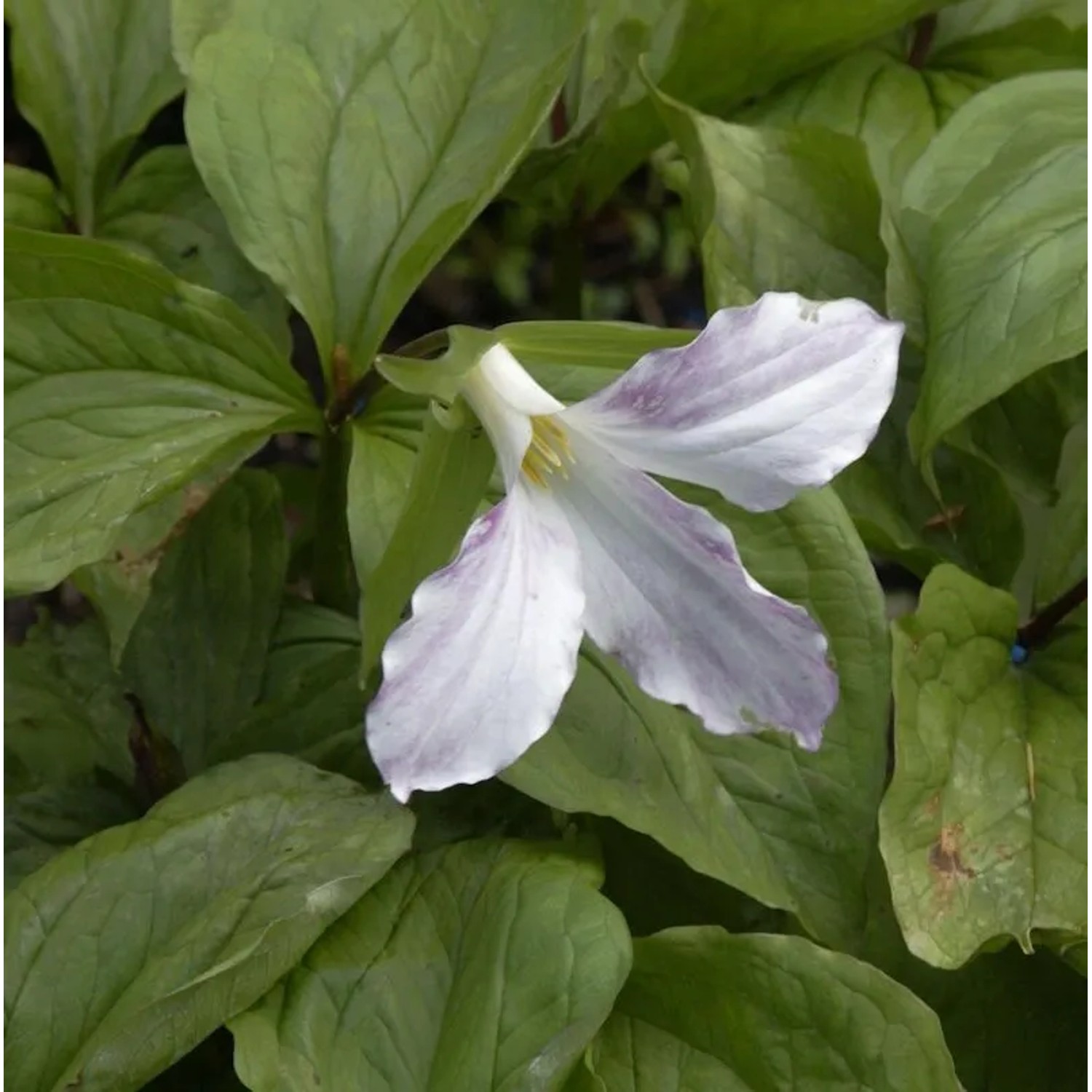 Großblütige Waldlilie - Trillium grandiflorum
