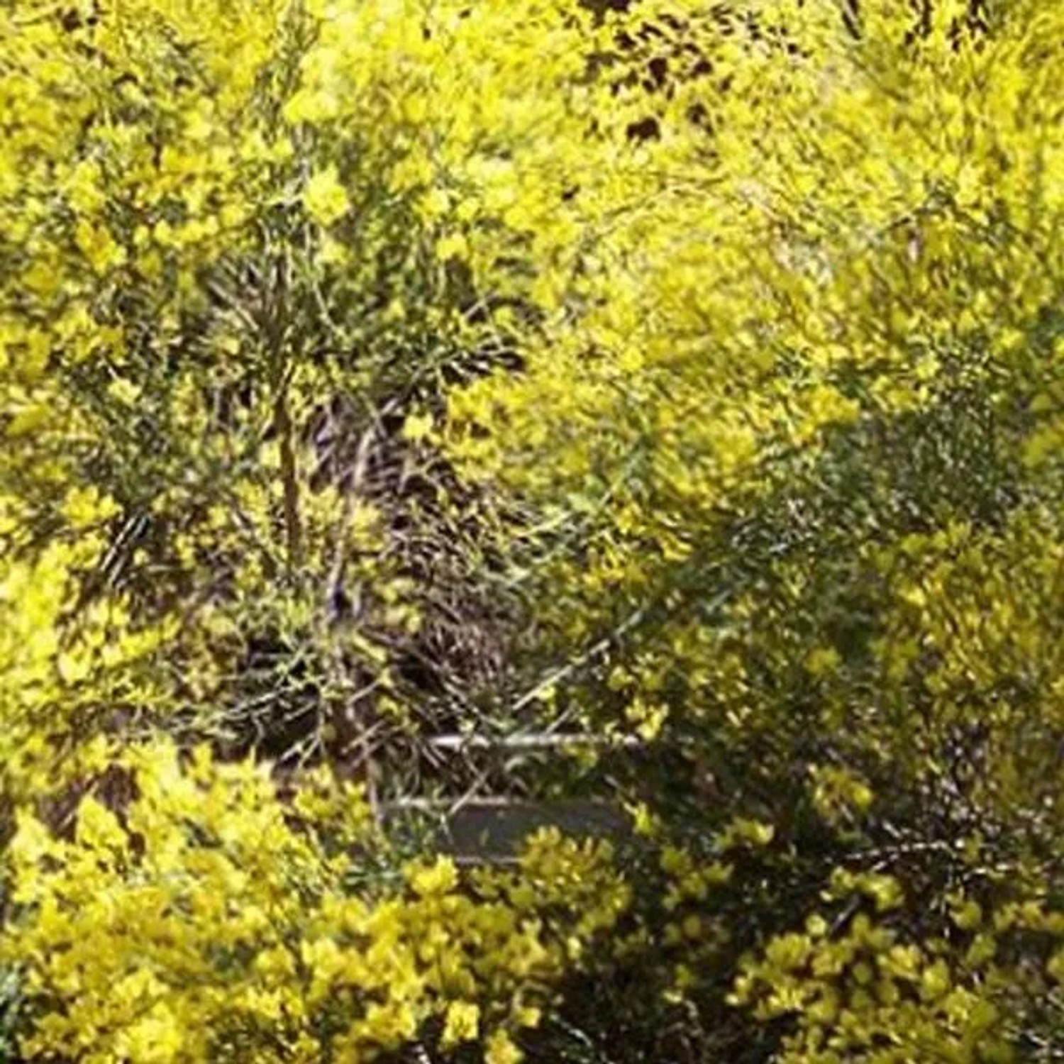 Frühlingsginster Cytisus praecox 40 bis 60 cm im Container Cremegelbe Blüten