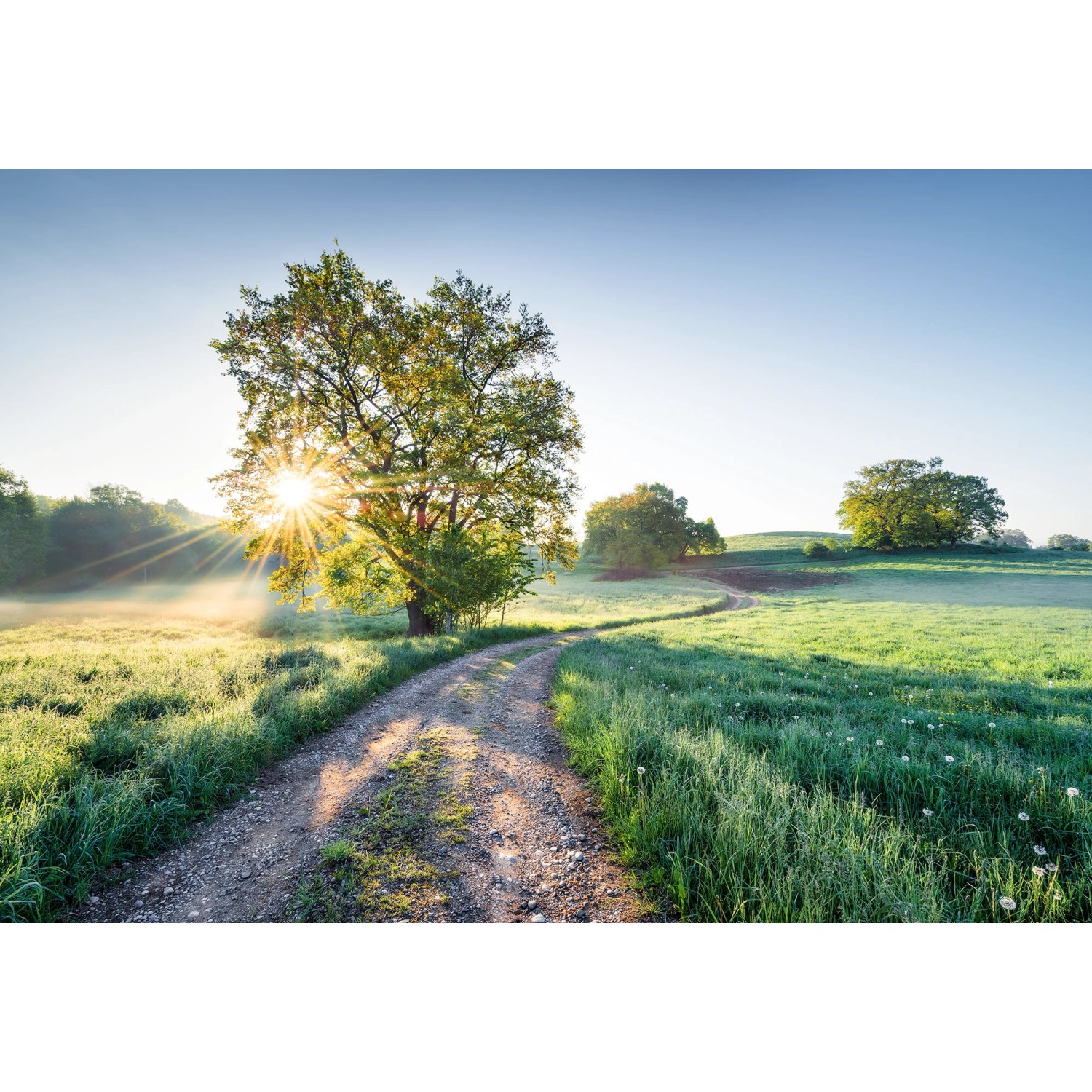 Komar Fototapete »Meadow Trail«, 368x254 cm (Breite x Höhe), inklusive Klei günstig online kaufen