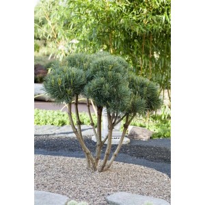 Kompakte Waldkiefer Watereri (Pinus Sylvestris) mit blaugrünen Nadeln im Garten.