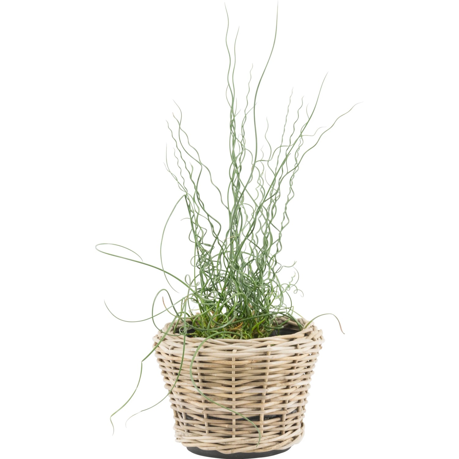 GROW by OBI Juncus effusus spiralis Korkenzieher Binse 9 cm kaufen bei OBI