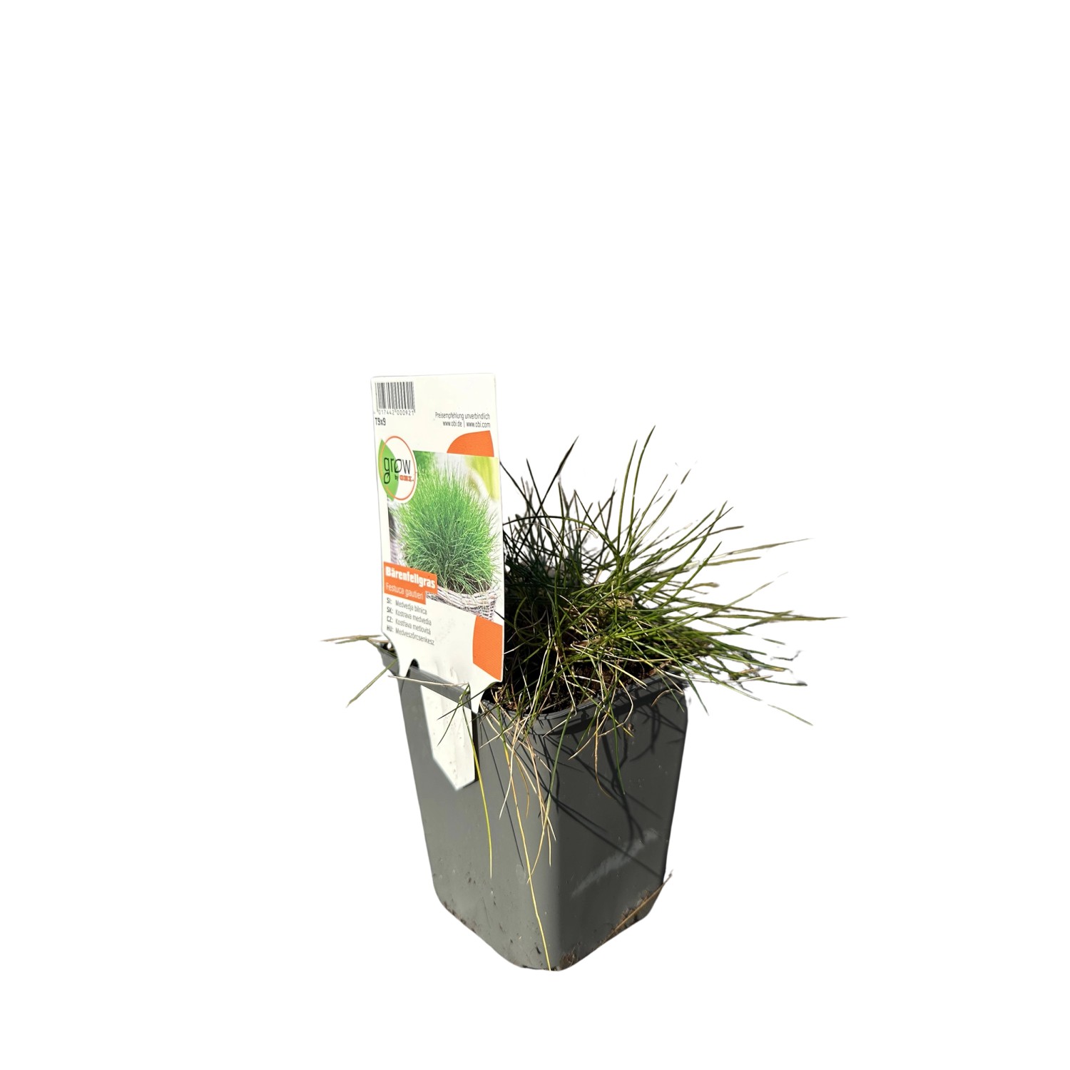 GROW by OBI Bärenfell-Schwingel Grün Topf-Ø ca. 9 cm x 9 cm Festuca