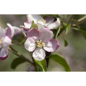 Nahaufnahme der rosa-weißen Blüte des Malus Ingrid Marie Apfelbaums.