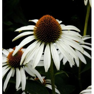 Nahaufnahme eines weißen Sonnenhuts (Echinacea purpurea) mit braunem Blütenkopf.
