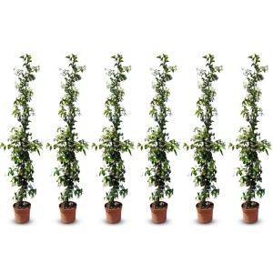 6 Toskanischer Jasmin Pflanzen im Topf, ca. 160cm hoch, winterharte Kletterpflanze mit weißen Blüten.