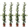 6 Toskanischer Jasmin Pflanzen im Topf, ca. 160cm hoch, winterharte Kletterpflanze mit weißen Blüten.