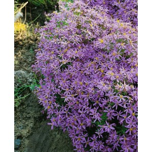 Detailaufnahme der lilafarbenen Bergaster Sedifolius Nanus im 9x9 cm Topf.