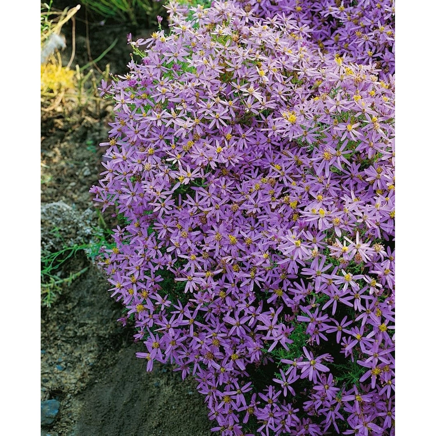 Aster Sedifolius Nanus Bergaster Ca. 9x9 cm Topf günstig online kaufen