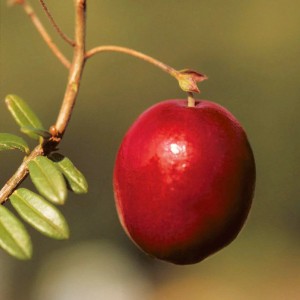 Nahaufnahme einer einzelnen, reifen, roten Cranberry-Frucht am Zweig der Moosbeere.