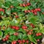 Immergrüner Gaultheria Itoana Strauch (20–25 cm) mit roten Beeren und grünen Blättern.