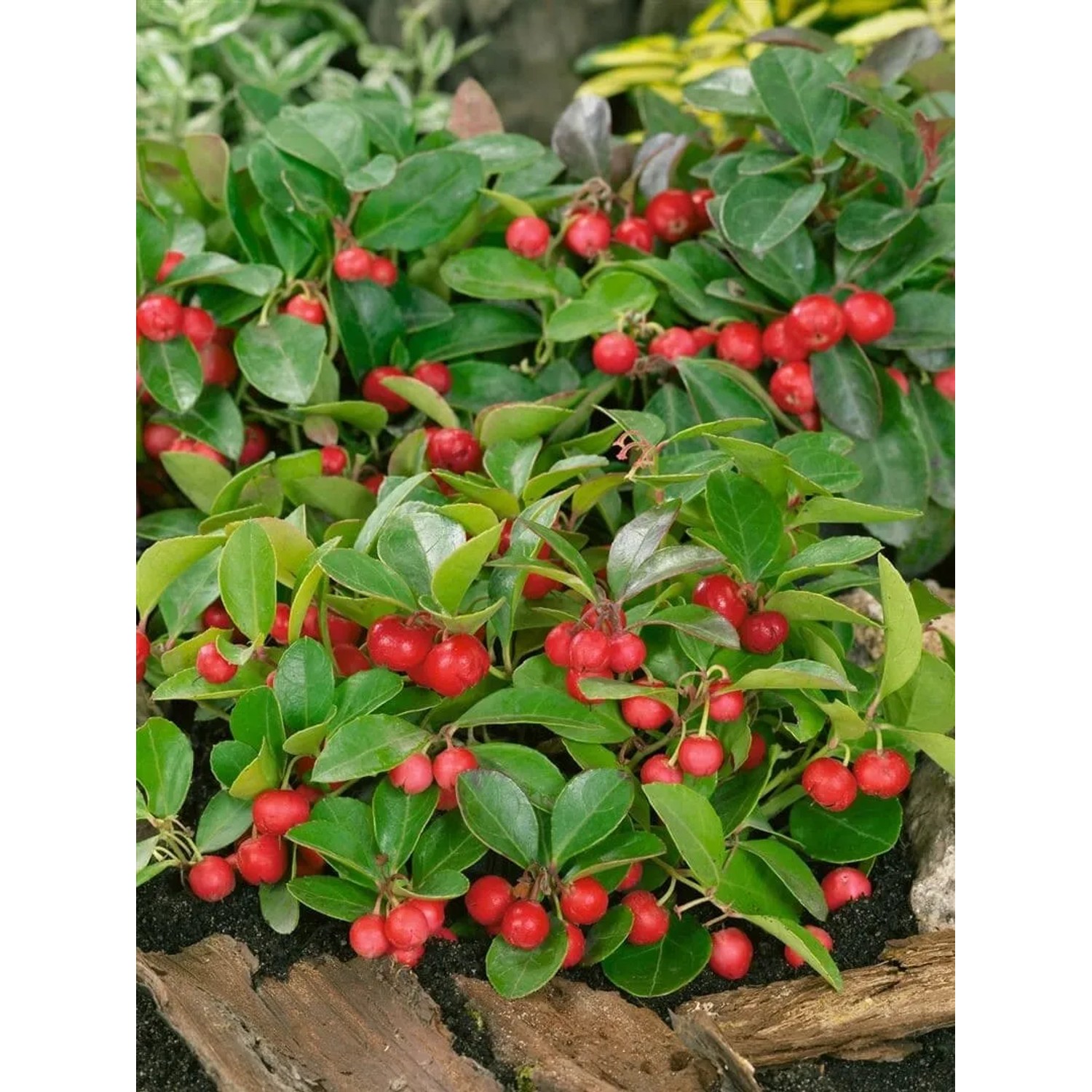 Immergrüner Gaultheria Itoana Strauch (20–25 cm) mit roten Beeren und grünen Blättern.