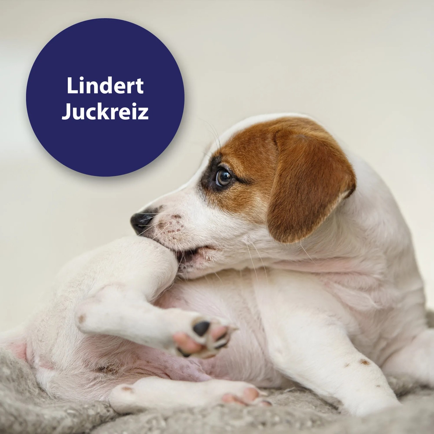 Hund kratzt sich, Hinweis auf Canosept Mikro Silberspray zur Juckreizlinderung.