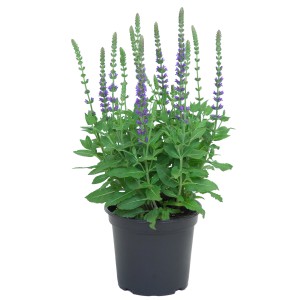 Ziersalbei Violett im Topf (ca. 17cm Ø) mit violetten Blüten und grünen Blättern.