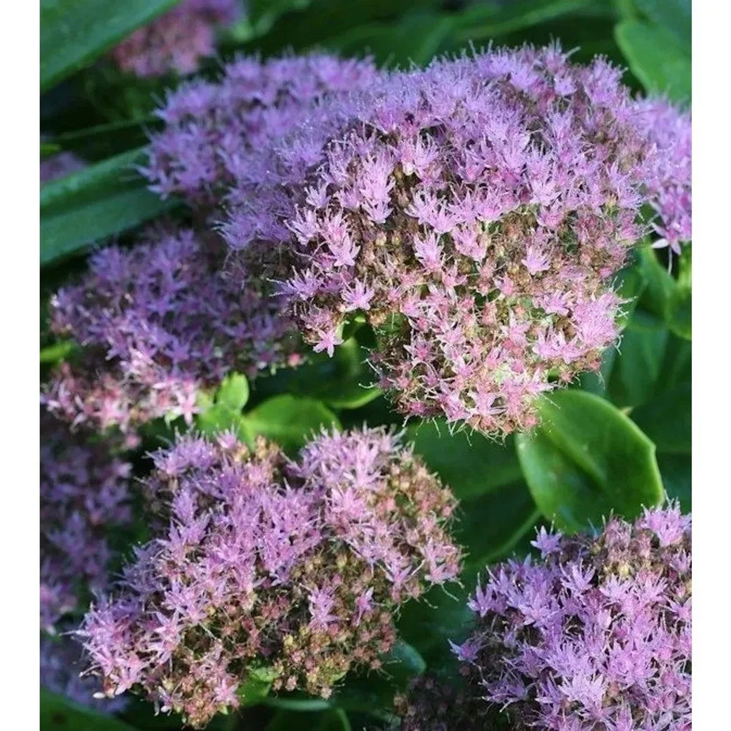 Prächtige Fetthenne Brillant - Sedum spectabile
