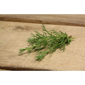 Blu Bio-Gyros-Kraut (Artemisia) im Topf, ca. 12 cm Durchmesser, auf Holzuntergrund.
