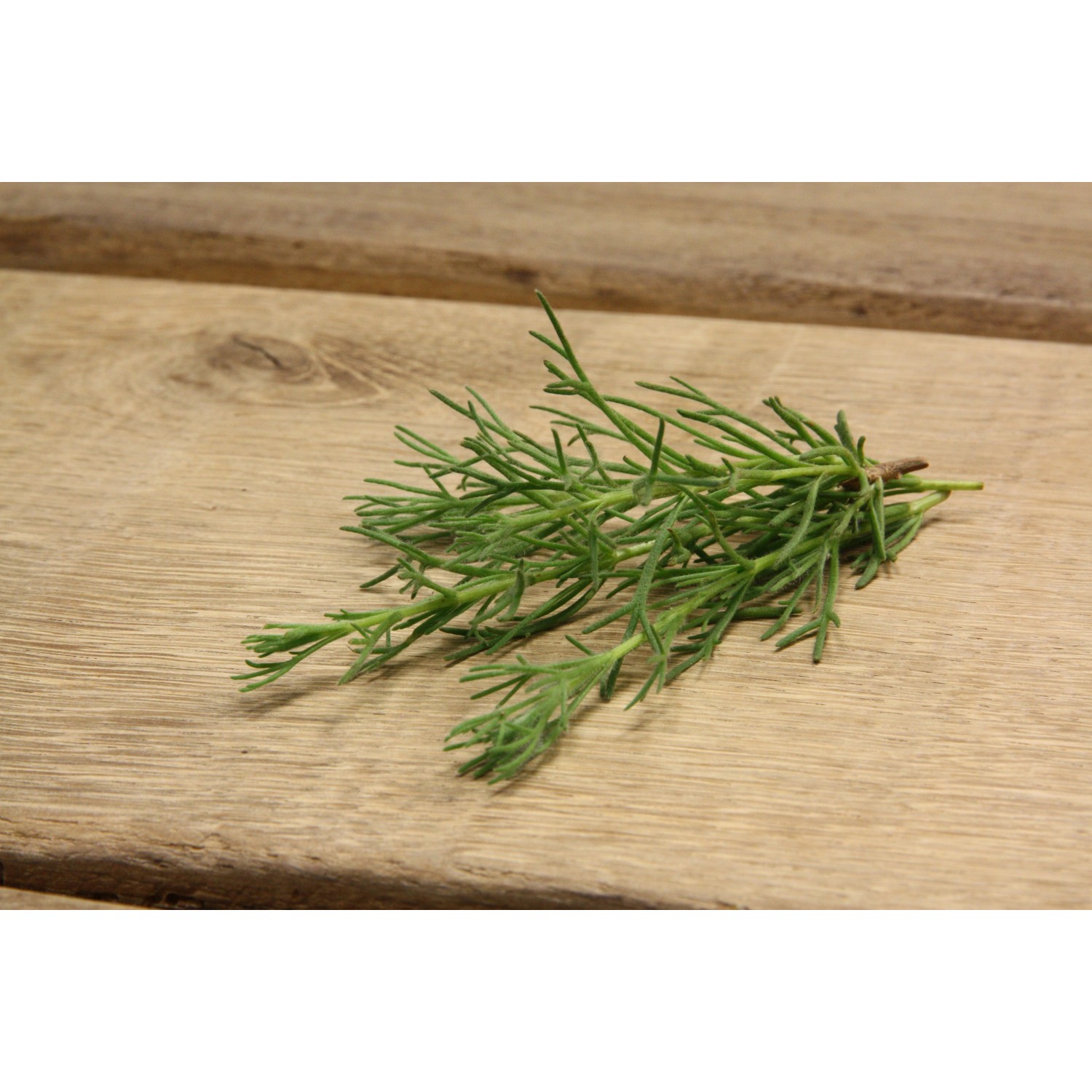 Blu Bio-Gyros-Kraut (Artemisia) im Topf, ca. 12 cm Durchmesser, auf Holzuntergrund.