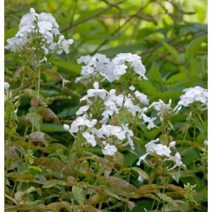 Hohe Flammenblume David (Phlox Paniculata) mit weißen Blüten im Garten.
