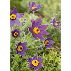 Nahaufnahme der blauen Blüten der Kuhschelle 'Blaue Glocke' im Topf (Ø 9cm) von GROW by OBI.