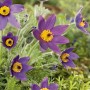 Nahaufnahme der blauen Blüten der Kuhschelle 'Blaue Glocke' im Topf (Ø 9cm) von GROW by OBI.