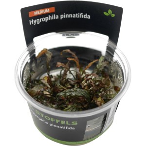 Stoffels Aquariumpflanze Hygrophila pinnatifida im Topf, braun-grüne Blätter.