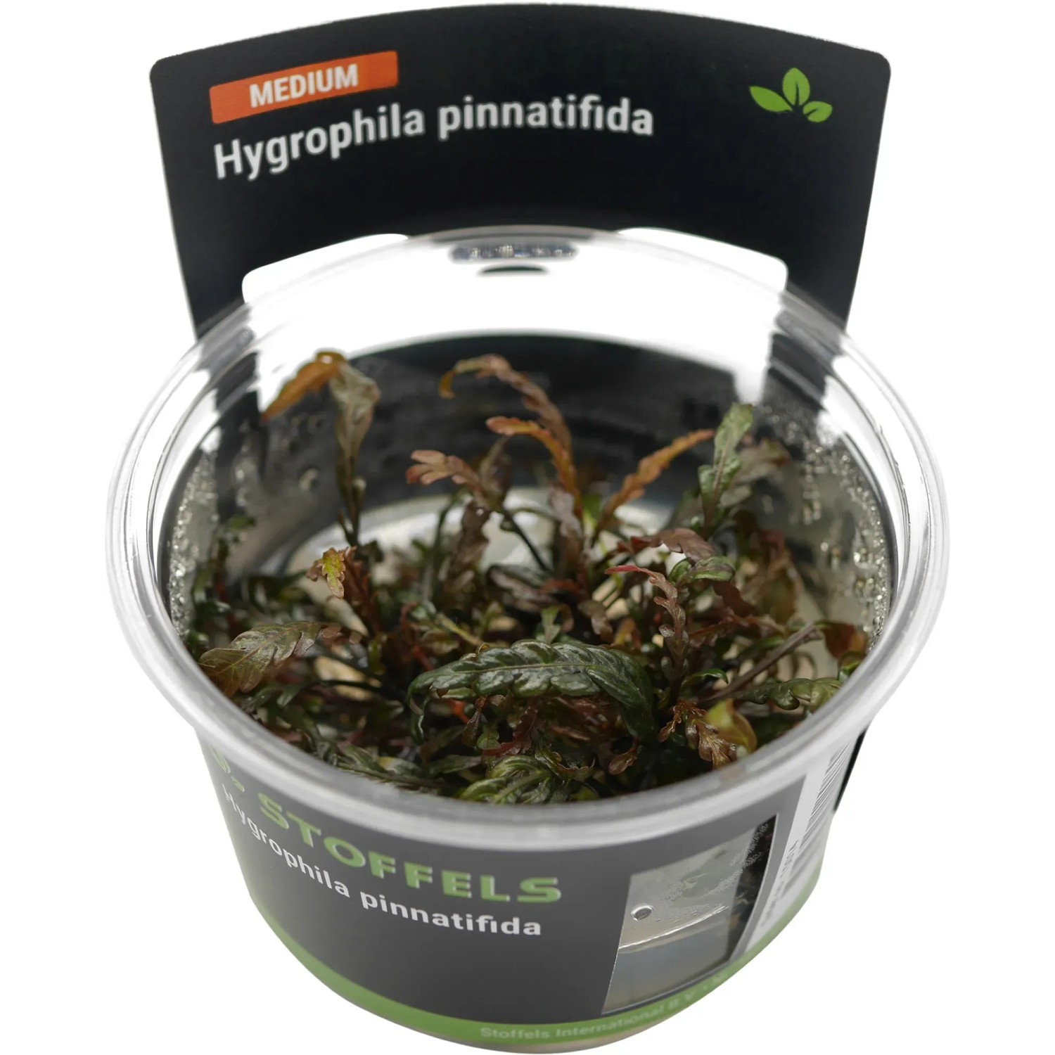 Hygrophila pinnatifida in-vitro
