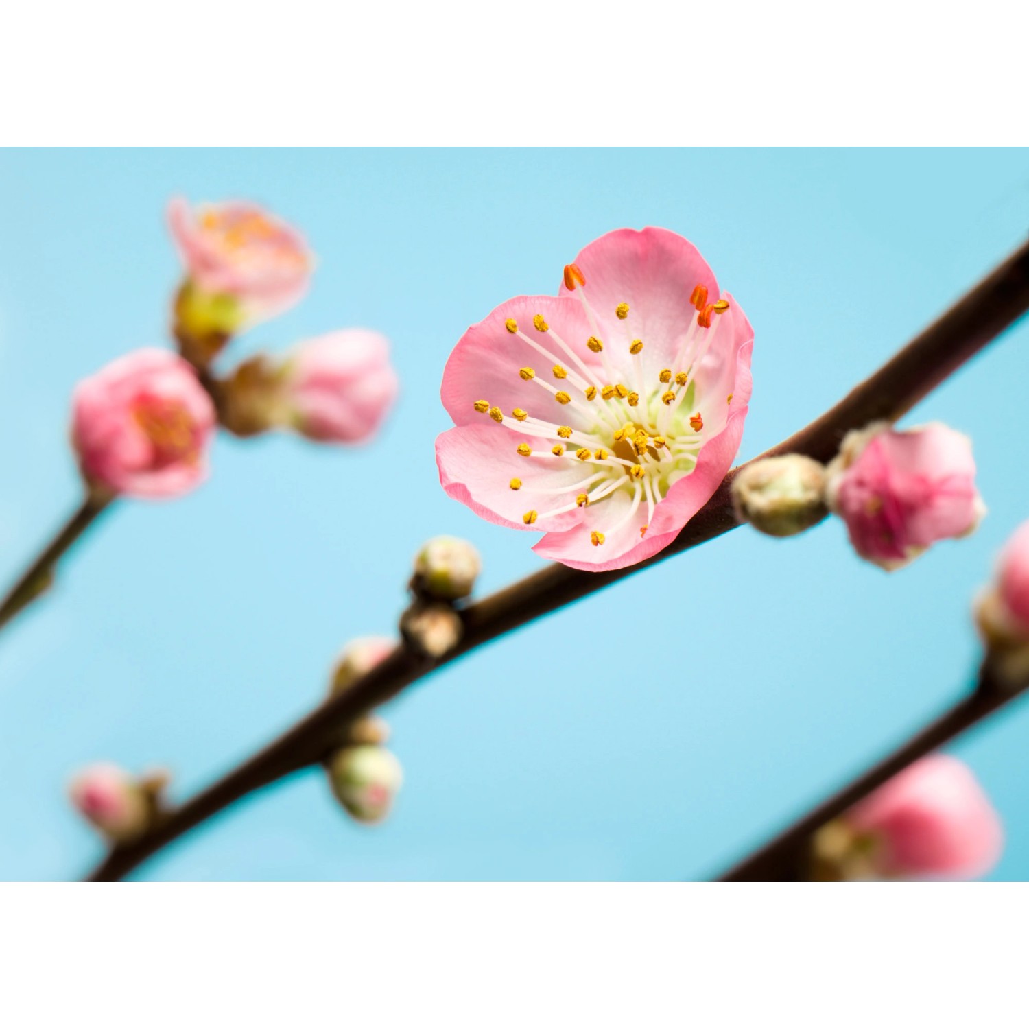 Komar Fototapete Vlies Peach Blossom  350 x 250 cm