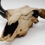 MCW Deko Schädel 45cm T454 Stier Naturfarben_4