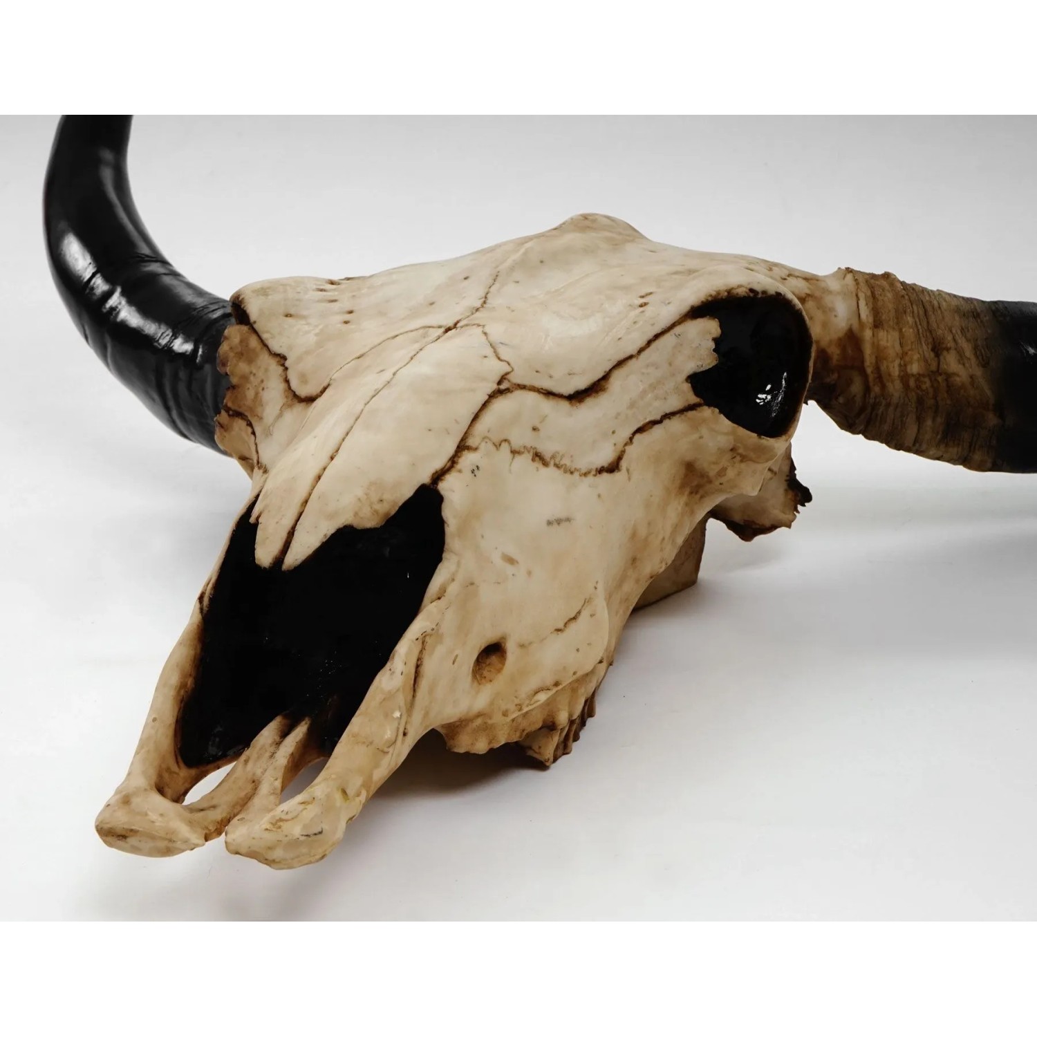 MCW Deko Schädel 45cm T454 Stier Naturfarben_4
