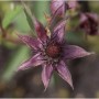 Blutauge - Comarum (Potentilla) palustris