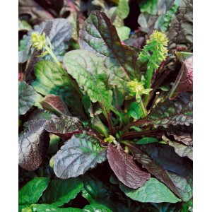 Purpursalbei 'Purple Knockout' im 9x9 cm Topf mit purpurfarbenen Blättern und grünen Akzenten.