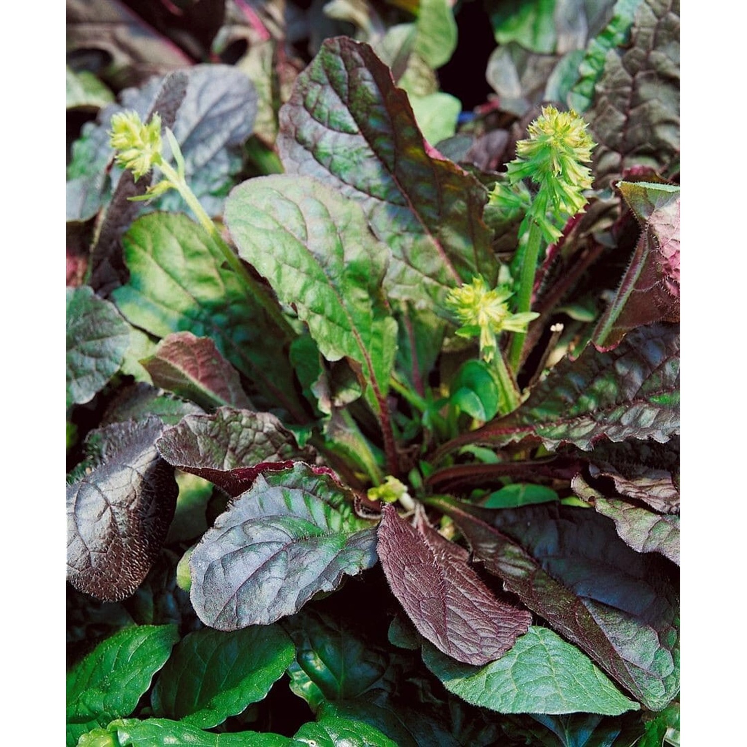 Salvia Lyrata Purple Knockout Purpursalbei Ca. 9x9 cm Topf günstig online kaufen