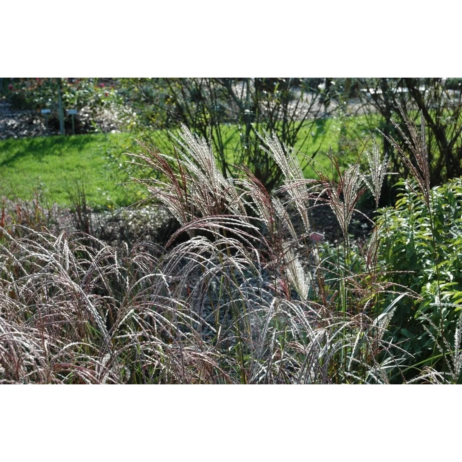 Chinaschilf 'Ferner Osten' im Garten: Ziergras mit rotbraunen Blütenrispen und grünen Blättern.