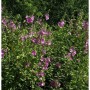 Buschmalve Red Rum (Lavatera Olbia) mit pinkfarbenen Blüten im Garten.