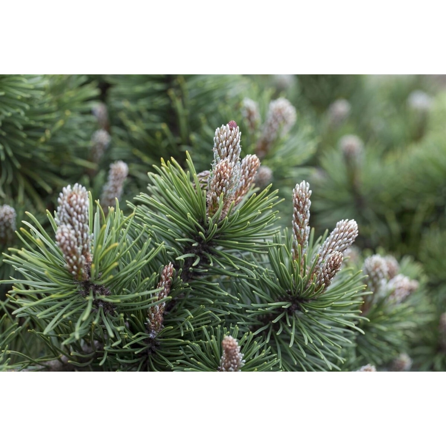 Pinus Mugo March Bergkiefer Kompakt 60–70 cm günstig online kaufen