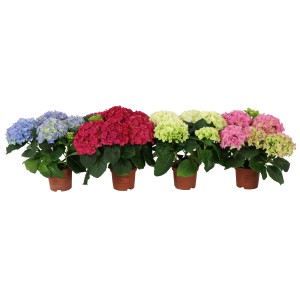 Verschiedenfarbige Bauernhortensien (Hydrangea macrophylla) im Topf.