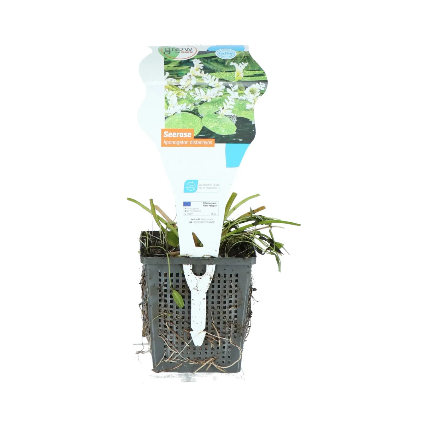 GROW by OBI Wasserlilie Topf-Ø ca. 11 cm Aponogeton distachyos