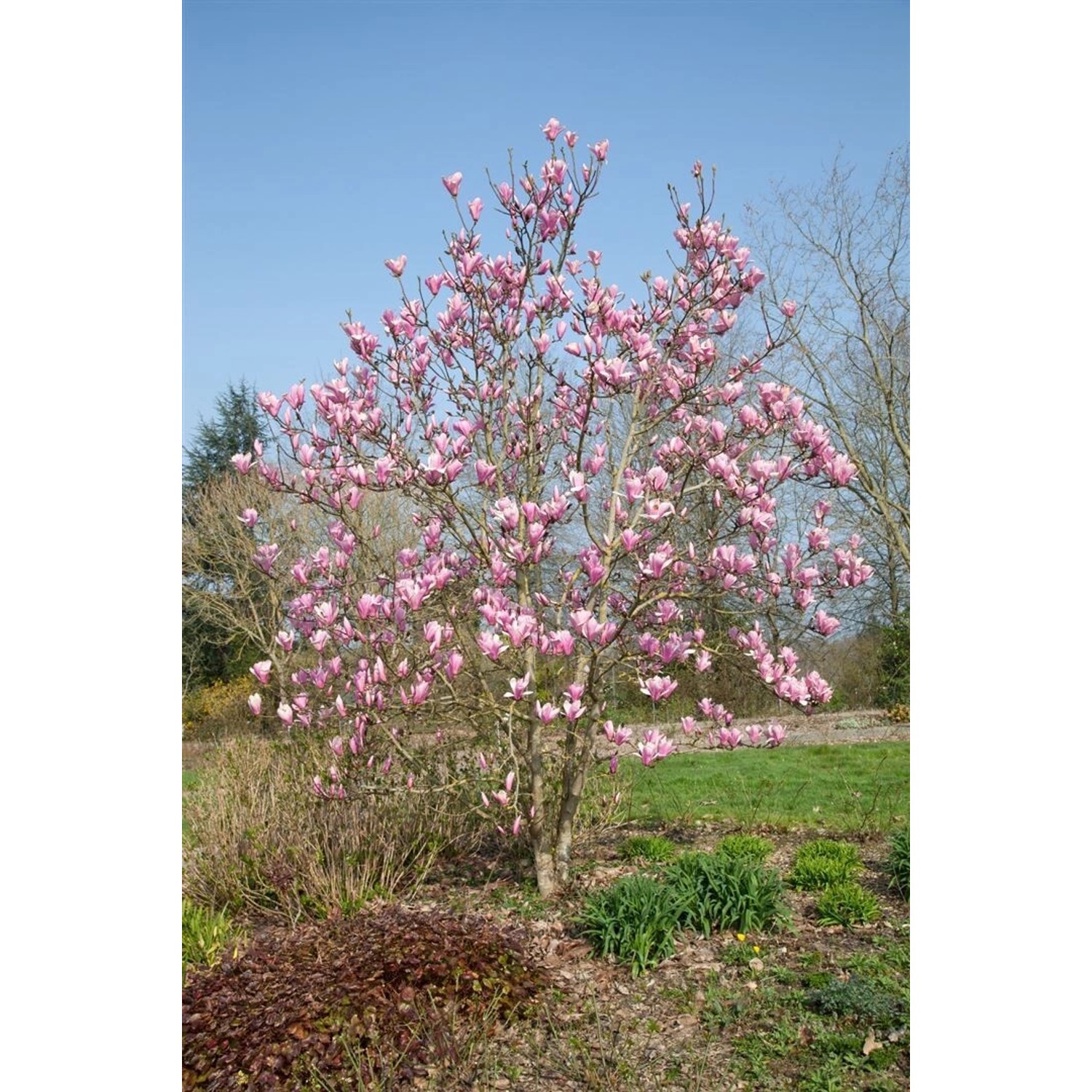 Blühende Magnolia 'Red Lucky' (60-80 cm) im Garten mit roten Blüten.