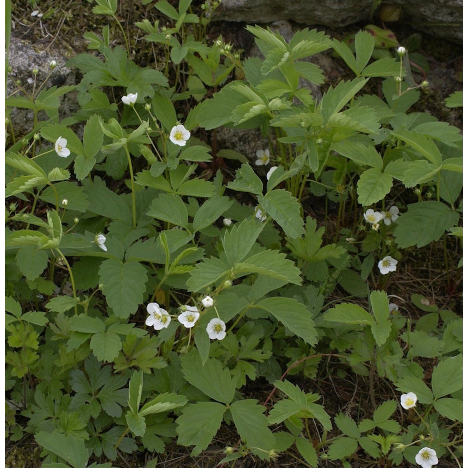 Walderdbeere Rügen - Fragaria vesca günstig online kaufen