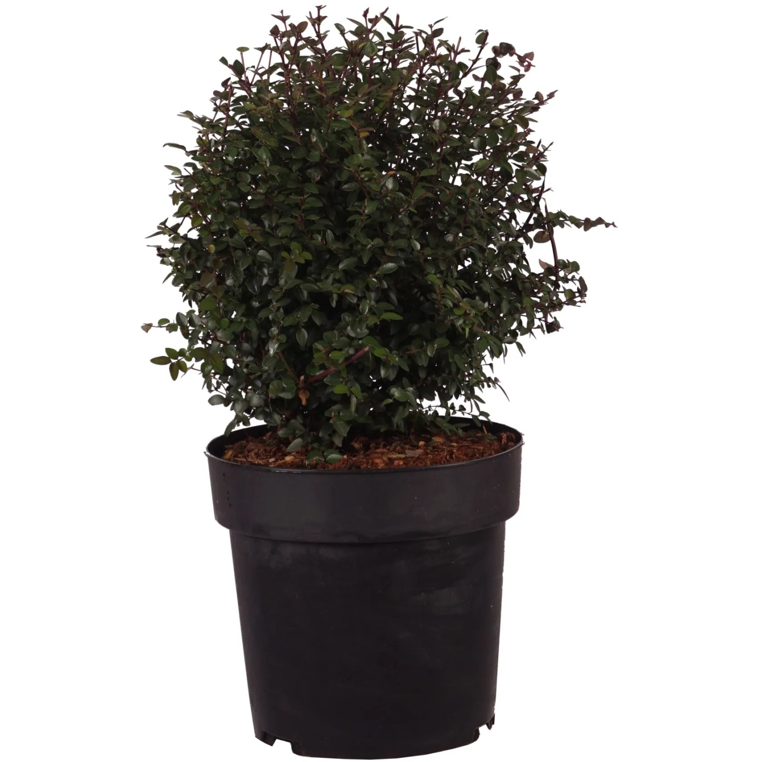 Heckenmyrte Garden Clouds Purple Storm Höhe ca. 30 cm Topf 4,5, Lonicera