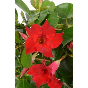 Rote Dipladenie mit Rankhilfe im Topf, Mandevilla sanderi, Nahaufnahme der Blüten.