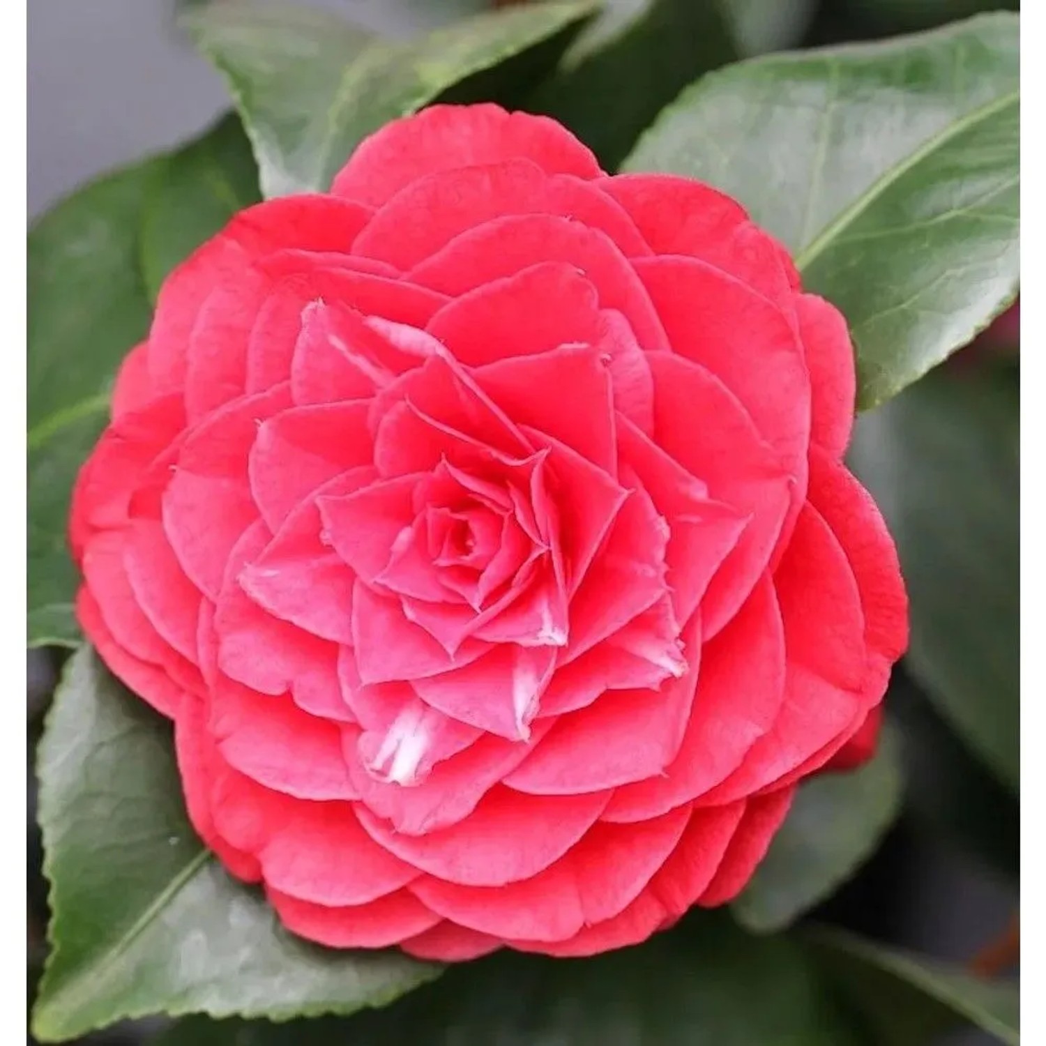 Kamelie Lady Campbell 60-80cm - Camellia japonica