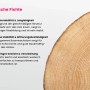 Detailaufnahme Holzquerschnitt, nordische Fichte für Alpholz Gartenhaus Maria-28.