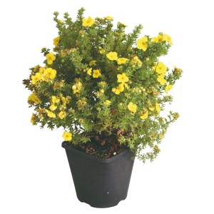 Fingerstrauch Kobold Gelb im Topf, ca. 30-40 cm hoch. Potentilla fruticosa mit gelben Blüten.