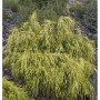 Gelbe Fadenzypresse (50-60cm) im Garten. Chamaecyparis pisifera als Zierstrauch.
