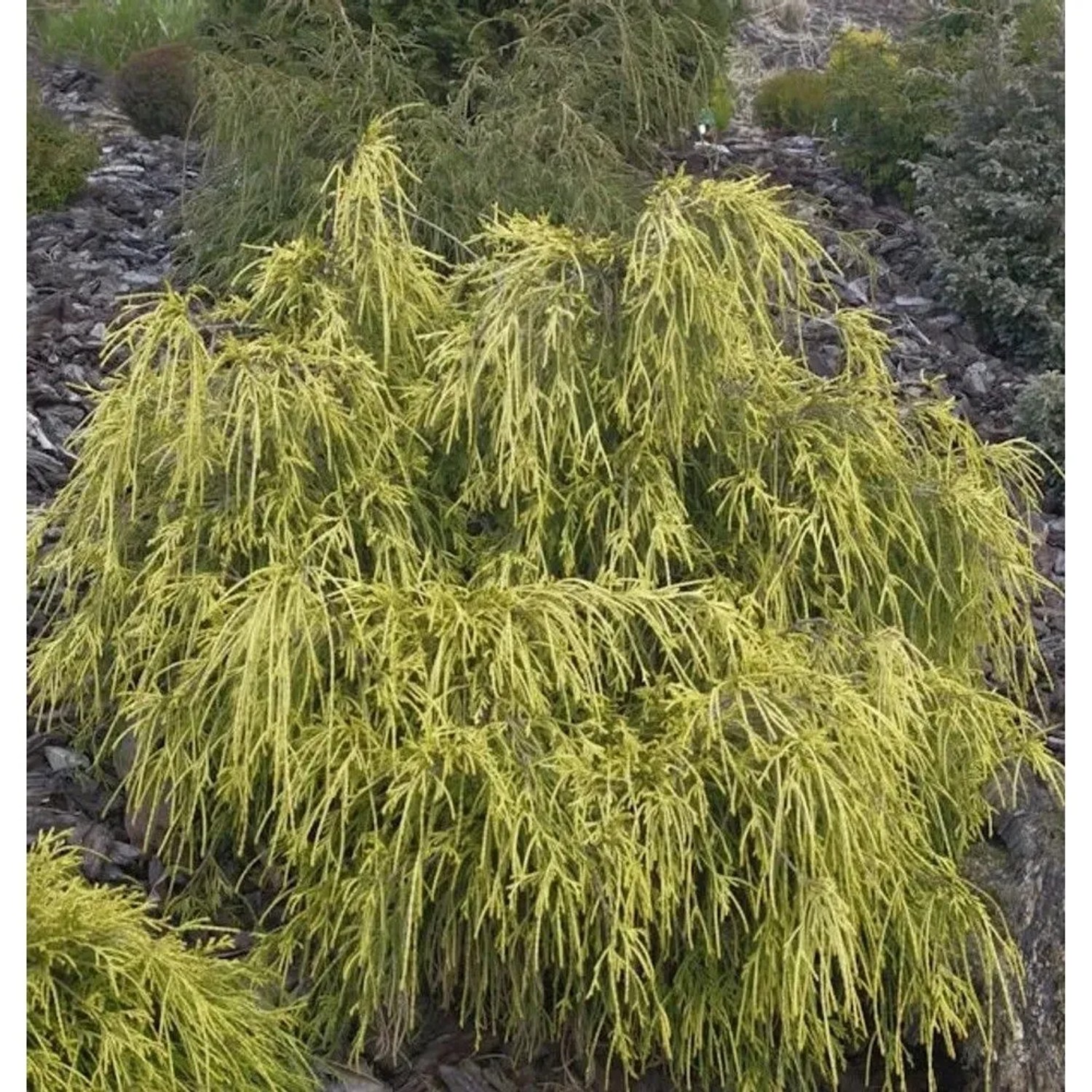 Gelbe Fadenzypresse (50-60cm) im Garten. Chamaecyparis pisifera als Zierstrauch.