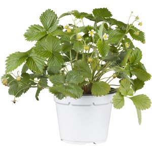 Garten-Monats-Erdbeere Elsanta im 6er-Tray mit grünen Blättern, weißen Blüten und kleinen, unreifen Erdbeeren in weißem Topf.