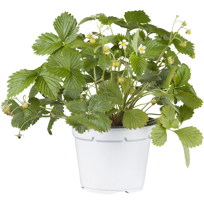 Erdbeerpflanzen kaufen bei OBI