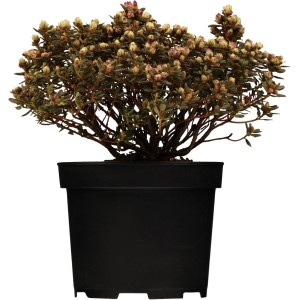 Zwergalpenrose 'Blaue Mauritius' im Topf, hellblaue Blütenknospen, ca. 10-20 cm hoch.