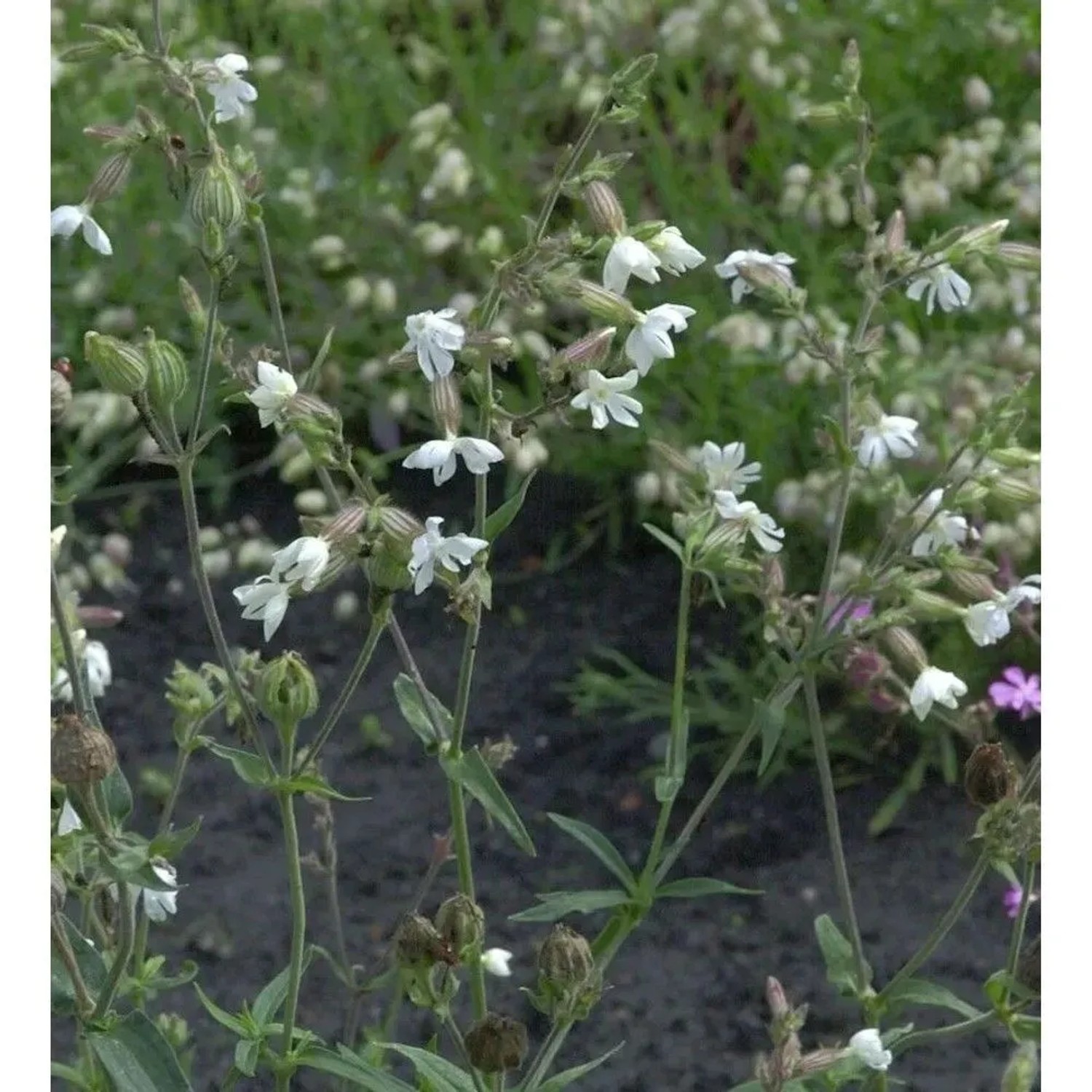 Breitblättrige Lichtnelke Alba - Silene,atifolia