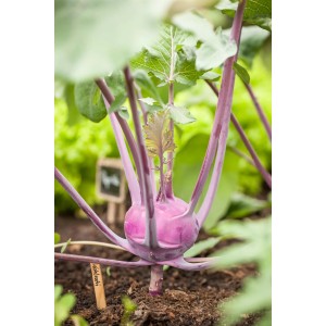 Nahaufnahme eines violetten Kohlrabi 'Mix Duo' im Gartenbeet.